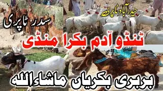 Sader tapri||Patri breed ||Barbari||Gulabi Male |Golden Tapri||Tando adam Bakra Mandi Latest Update