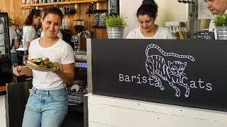 Barista Cats - Vienna, Austria