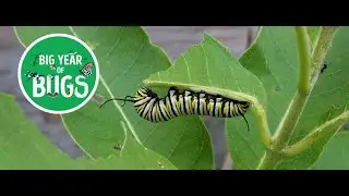 Big Year of Bugs Speaker Series: Insect Diversity with Robin Thomson