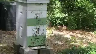 Swarm leaving a hive