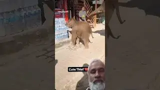 Cute Thief 🐘 #elephant #animals #cute #funny #love #aanakutty #viralvideos #trendingshorts #aanaprem