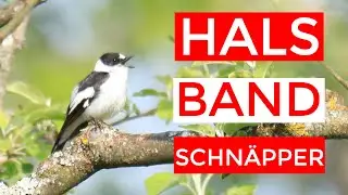 Der Halsbandschnäpper - eine schwäbische Spezialität