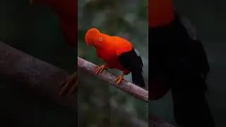 The cock-of-the-rock bird (genus Rupicola)