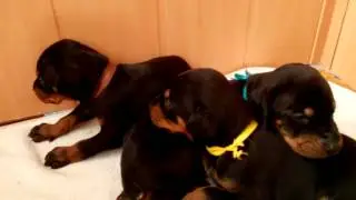 Суки помет С  16 дней