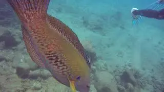2019 Hawaii Kauai Diving Koloa Landing