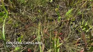 Drosera Capillaris natural habitat