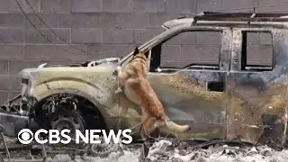 Search for Maui fire victims gets help from highly trained dogs
