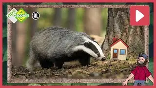 WOW! ZO GROOT IS HET HUIS VAN DE DAS 🦡 | Beestenbrigade dropping | NPO Zappelin