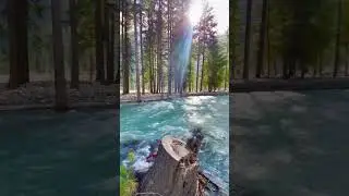 Quran Recitation| Beautiful voice! #ytshorts #islamicvideo #nature #birds #education