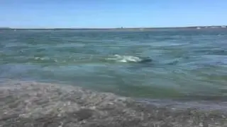 New Inlet Bellport LI