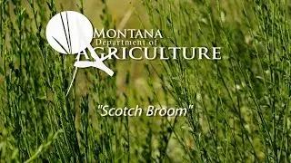 Noxious Weed Video Vol 3, 4 Scotch Broom