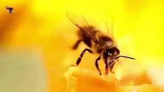 Insect Intelligence &ndash; How Bees and Wasps Develop Complex Minds