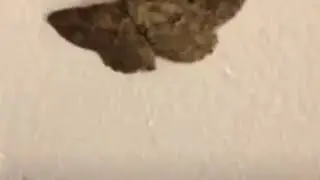 Deadly moth