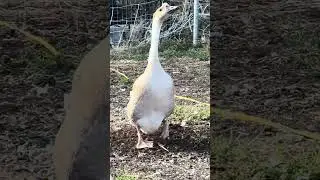 guard goose #guardgoose #albertageese  #albertafarm