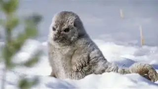Saimaa Ringed Seal - Animal of the Week