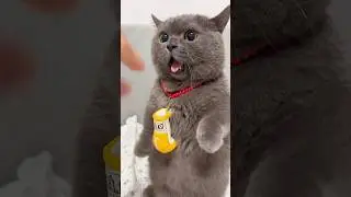 Funny cat, boxing challenge #shorts #cat #funny #animals #trending #kitten #viralvideo #viralshorts