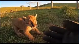 Fui conhecer o Sombra: uma onça parda resgatado que vive solto na Fazenda ❤️