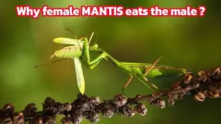 20 Unbelievable Facts About Insects  | Fun Facts About Insects