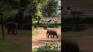 අපි කුක්කු බොන්නයි දුවන්නේ.....@Loveofnatures-SL  #wildlife #lovers #elephant #cutebaby
