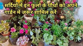 सर्दियों में इन फूलों के पौधों को अपने गार्डन में जरूर शामिल करें winter flower plant shopping 