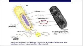 Cell Structure, Function, and Parts