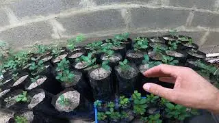 Plantei o novo ouro português as ALFARROBAS