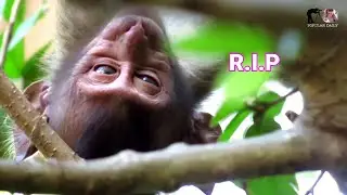 Very Sad And Very Pity Old Mom Her Baby Pass Away Fall Down From Hight Tree | Popular Daily