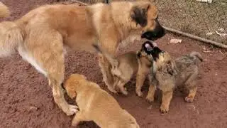 Noble Asian Bear new developing breed of service dogs.  Tibetan Mastiff Caucasian hybrid