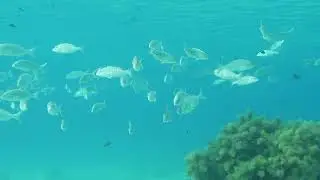 Sheepshead bream Lithognathus mormyrus in Malta