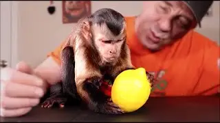 Monkey Reacts to Lemon and Lime!