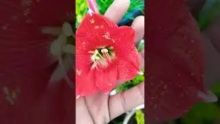 lilly and flower harvest