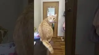 Cat looking in mirror #funnyvideo #funny #cat