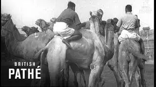 Indian Horse Show (1956)