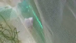 Sepia bandensis rips amphipod off the wall