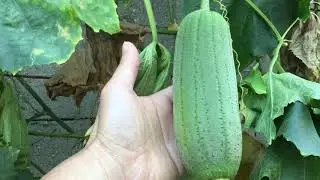 Backyard Garden--Edible Luffa Luffa
