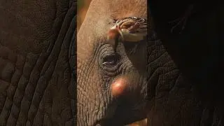 Elephant Saved by a Bird 🐘🪶