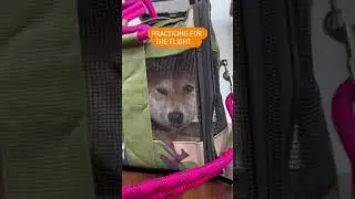 TRAVEL-READY PET CARRIER #dogcarrier #flyingwithdogs @champagne.hachi