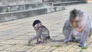 Sweetie Action when Little Monkey Berica enjoy to playing with Little Jessy