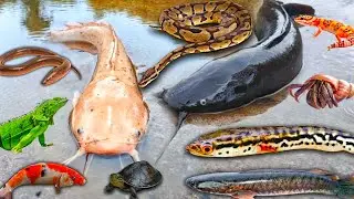 Ух ты, я поймал в яме сома-альбиноса. Там были большие сомы, змееголовы, змееголовы, змееголовы и