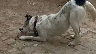 Dog enjoying a 🍗🦴#foryou #tranding #dog 