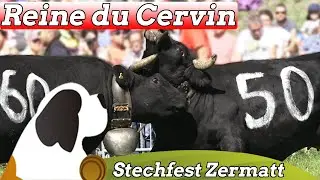 Reine Du Cervin Zermatt - Sommer Eringer-Kuhkampf