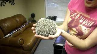 Hedgehog sounds...