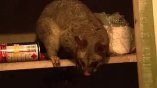 Common Brushtail Possum (Trichosurus vulpecula) bushed on the shelf of a lumber room [1]