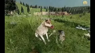 Lots of updates to the pack; New mates, packmates, and pups! ~ Temple Rocks pack ep5 ~