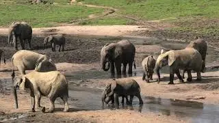 Forest Elephants and Western Lowland Gorilla of the Congo Basin - the green Heart of Central Afrika