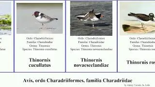 Avis, ordo Charadriiformes, familia Charadriidae charadrius vanellus thinornis pluvialis miles
