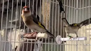 بعد ذلك يغني الحسون طوال اليوم! محفّز مُجرَّب