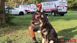 The German Shepherd. | Breed Review