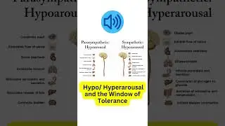 Nervous system activation: Hypo and Hyperarousal + the Window of Tolerance