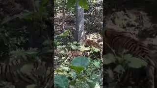 Similipal National park chohala Similipal  Forest 3Tiger attack the dear